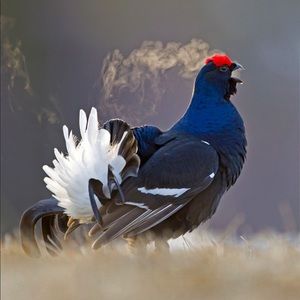 Meet your Posher, Sonia